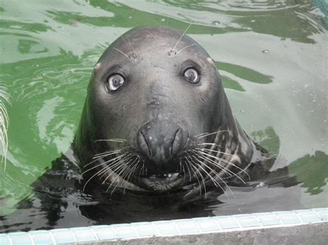 Another adorable seal... those eyes! : r/aww