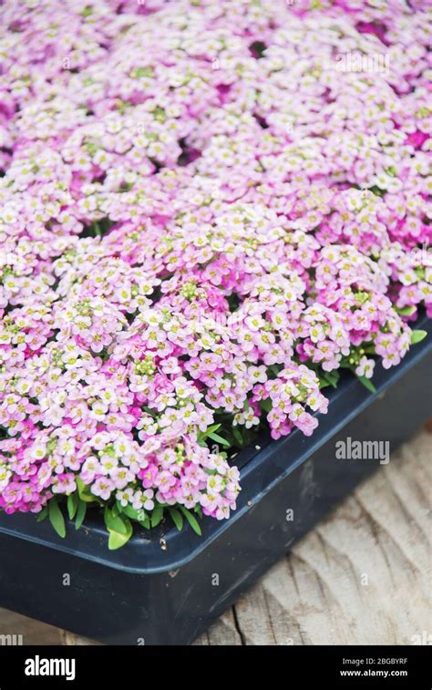 Alyssum flowers. Alyssum in sweet colors. Alyssum in a black tray on wood table, in a dense ...