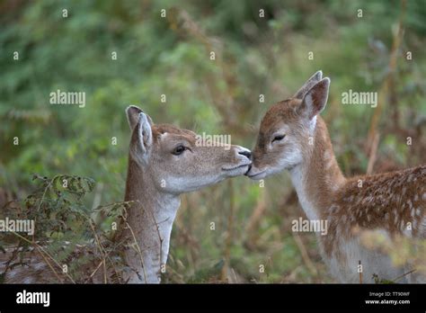 Fallow Deer doe washing her fawn Stock Photo - Alamy