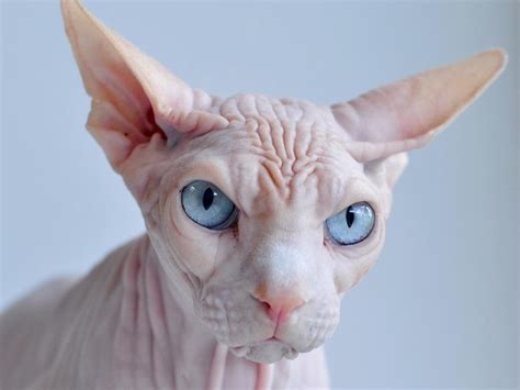 Cute Funny Animalz: Funny Sphynx Cat 2013