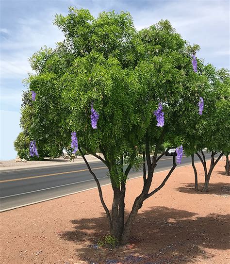 The Texas Mountain Laurel Tree - Guzman's Garden Centers