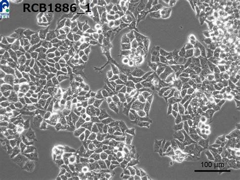 HepG2 Cells | informacionpublica.svet.gob.gt