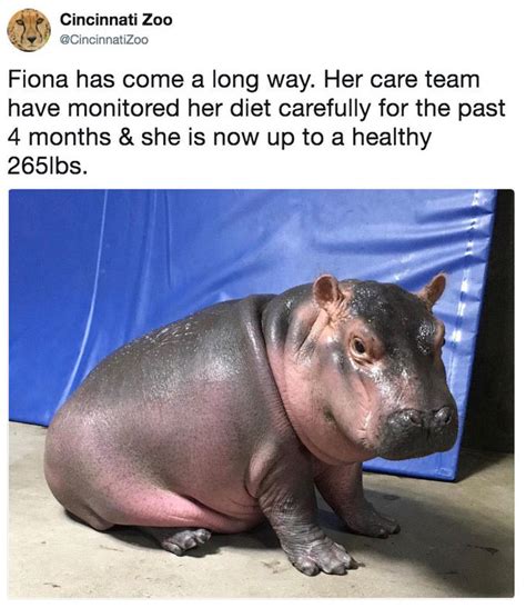 Fiona has come a long way. Her care team have monitored her diet ...