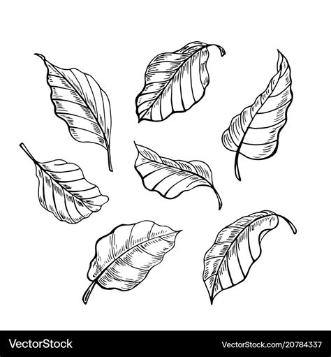 The leaves of the sketch set hand drawn Royalty Free Vector