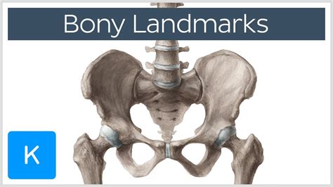 How to Memorize Bony Landmarks Quickly and Easily! - Human Anatomy | Kenhub - YouTube