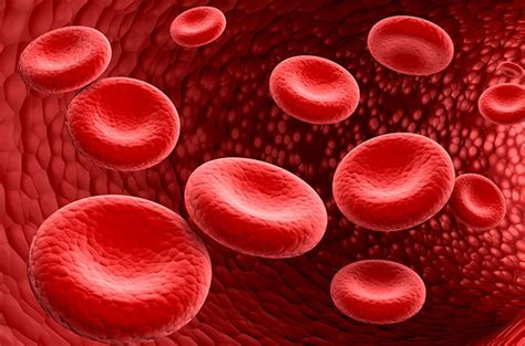 Komponen Sistem Sirkulasi Darah Manusia