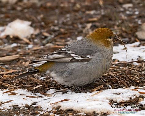 Canadian Nature Visions | Pine Grosbeak