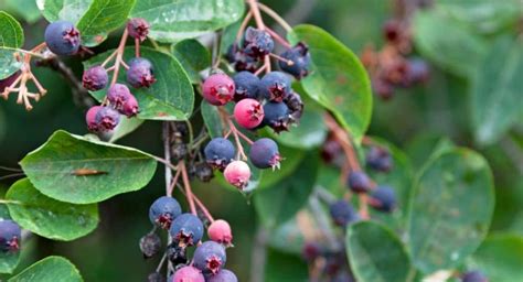 Juneberry Nutrition: Identification, Benefits and Uses. – Good To Know