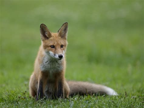 Images Gratuites : mammifère, vertébré, Canidés, faune, Renard rouge, Carnivore, Dhole, chacal ...