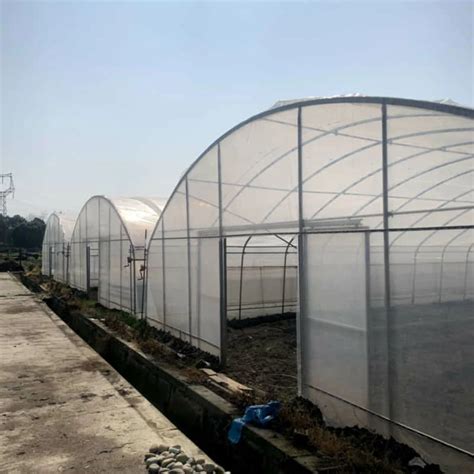 ChinaUnveiling the Benefits and Applications of Green House Polythene Sheet, Green House Poly ...