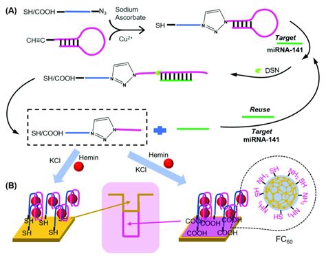 Schematic diagram of (A) EATR (enzyme-assisted target recycling) and... | Download Scientific ...