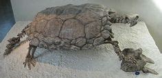 Fossil of Proganochelys quenstedti, it is one of the oldest true turtles presently known. Unlike ...