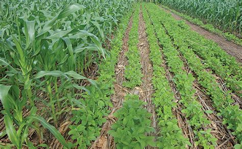 Get intercropping right to achieve the highest yield