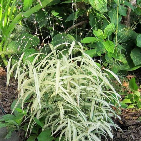 Chasmanthium latifolium River Mist perennial shade grasses varieties