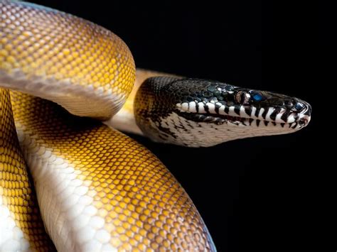 White Lipped Python Care Guide: Habitat, Diet, Facts - Reptile Craze