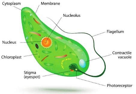 10+ Euglena Diagram With Labelling - DariuszHarlee