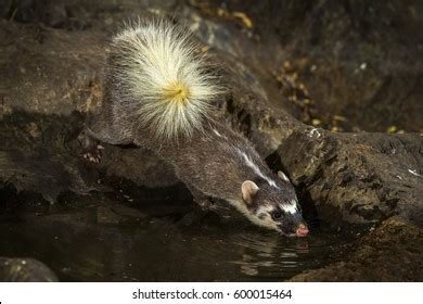 Largetoothed Ferret Badger Close Eating Water Stock Photo 600015464 ...