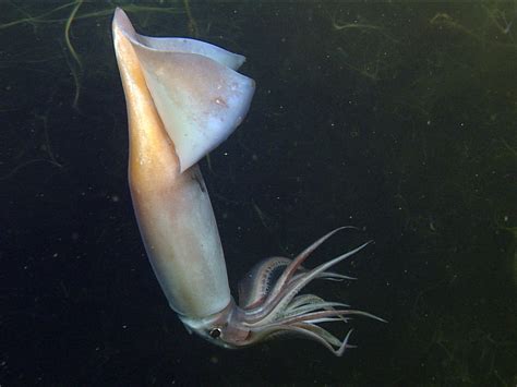 Deep Sea Squid Communicate by Glowing Like E-Readers | NCPR News