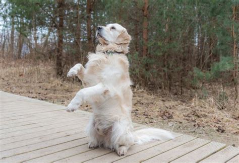 Dog Filmed Walking on Two Legs After Being Caught in the Act by Owner