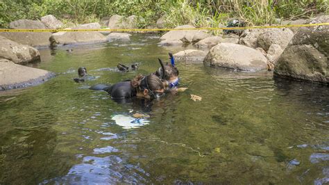 Stream Surveys in Kalaupapa National Historical Park | Our World – Underwater Scholarship Society®