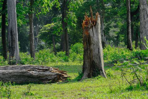 Video | Forest Conservation Rules 2022: A Body Blow to Forest Protection? – The Wire Science