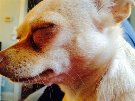 Sleepy chihuahua eye | Chihuahua, Types of chihuahua, Corgi