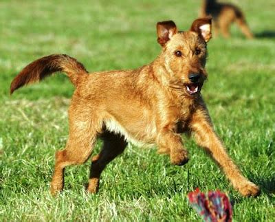 About Dog Irish Terrier: Basics of Irish Terrier Training