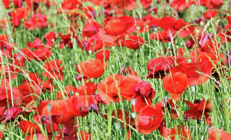 Poppy Flower Field Spring Season Photograph by Goce Risteski - Fine Art ...