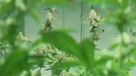 Ohio's aspiring marijuana growers: A closer look