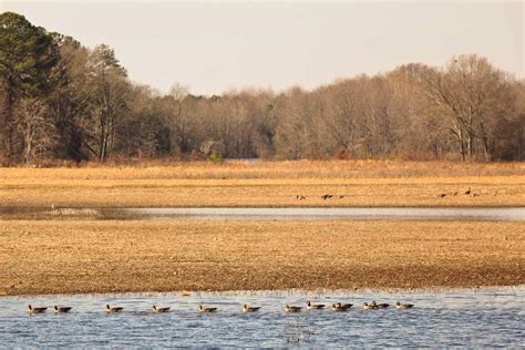 Wheeler National Wildlife Refuge Fall Migration Count - Alabama Birding ...