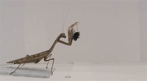 Praying Mantis Good Or Bad