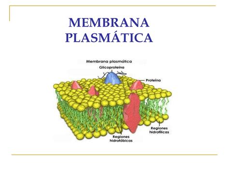 Membrana plasmática