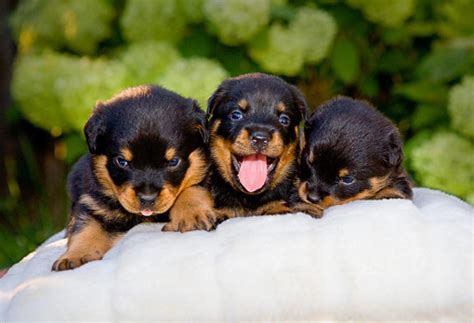 How To Take Care Rottweiler Puppies | Pets World