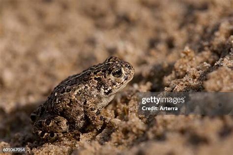 Natterjack Toad Uk Photos and Premium High Res Pictures - Getty Images