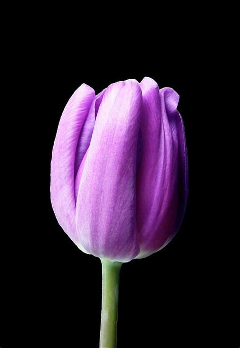 Purple Tulip by Johanna Hurmerinta in 2021 | Purple tulips, Tulips, Leaf photography