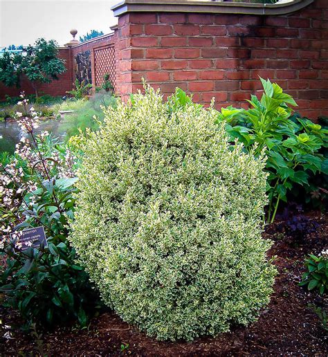 Variegated Boxwood Shrubs For Sale Online | The Tree Center