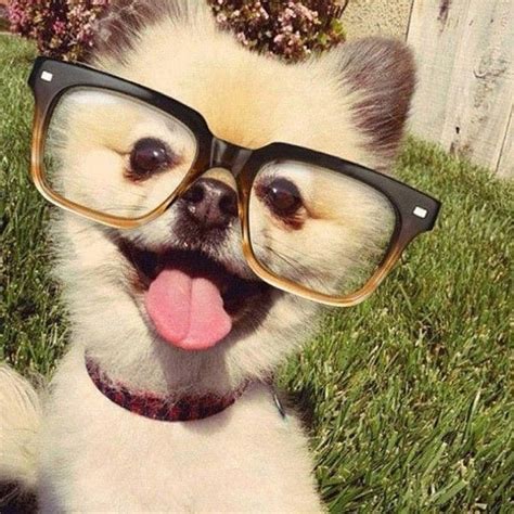 40 Funny and Cute Pictures of Animals Wearing Glasses