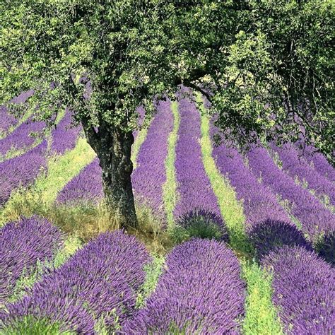 Gorges of Verdon and Fields of Lavender Tour