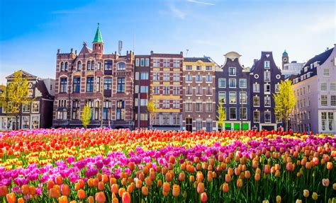 Why Tulips Are the Symbol of the Netherlands