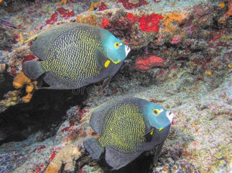 A French Angelfish Pair Swim Along a Coral Reef in the Caribbean Sea Stock Photo - Image of ...