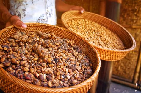 Kopi luwak stock photo. Image of crop, indonesia, closeup - 30392428