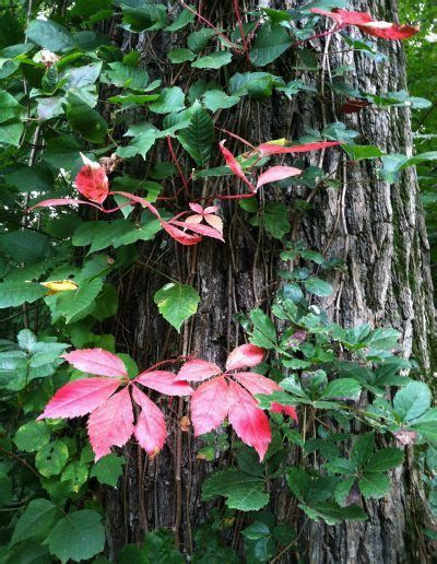 Forest Understory Plants | Trailside Museums and Zoo