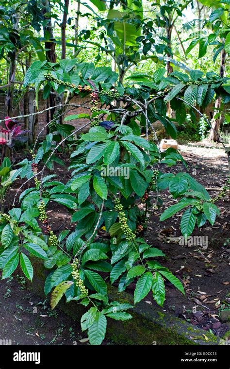 Coffee plant (coffea canephora), Java, Indonesia, Asia Stock Photo - Alamy