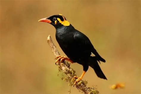 Bird Mimicry: Nature's Imitators - Nature Roamer