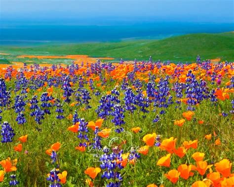 California, Wildflowers, Valley | PhotoArtistry by Diana Blair