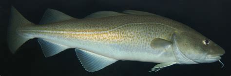 File:Atlantic-cod-1.jpg - Wikipedia