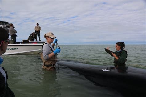 U.S. auctions off endangered whale habitat for oil and gas drilling