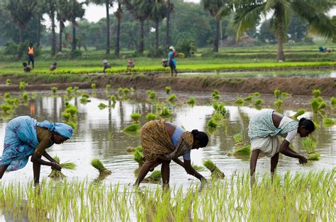 India. Rice cultivation. South India. | threeblindmen photography archive