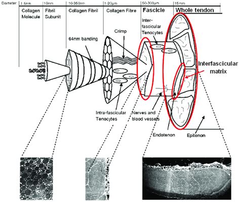 Schematic showing the hierarchical structure of tendon tissue and... | Download Scientific Diagram