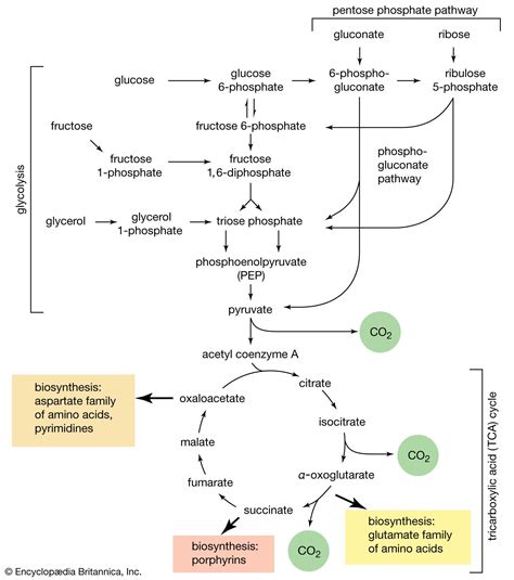 metabolism - Students | Britannica Kids | Homework Help